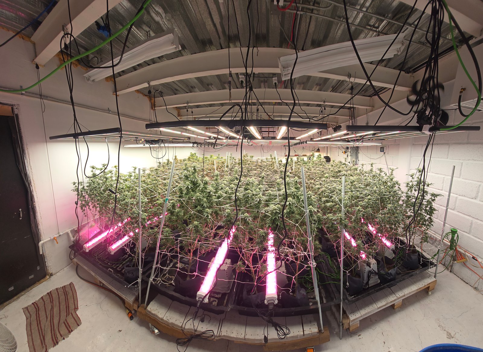 Instalación de cultivo